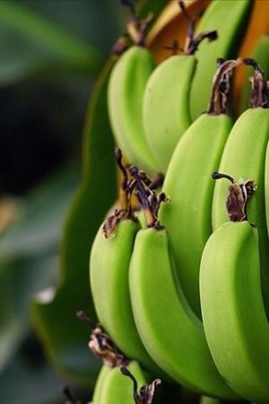 Bananas
