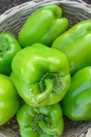 DOLMA BİBER Green (Bell pepper)