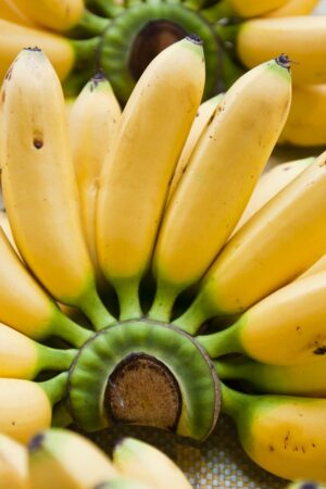 Baby Bananas