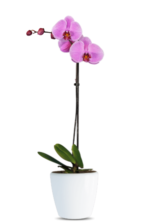 Phalaenopsis Deborah Single Branched Pink Orchid (100 Pieces FOB)