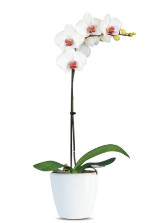Phalaenopsis Daisy Single Branch White Orchid (100 Pieces FOB)