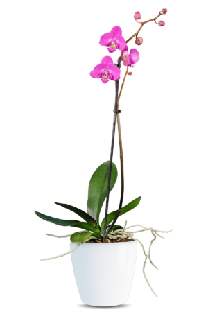 Phalaenopsis Atlantia Single Branched Pink Orchid (100 Pieces FOB)