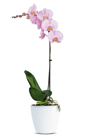 Phalaenopsis Julia Single Branched Pink Orchid (100 Pieces FOB)