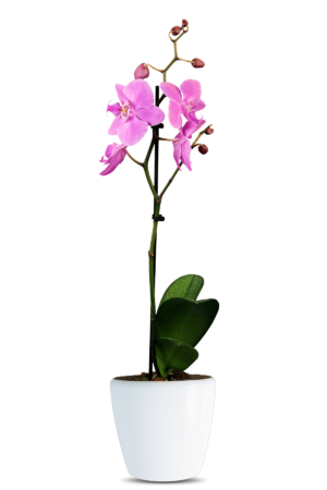 Phalaenopsis Lucia Single Branched Pink Orchid (100 Pieces FOB)