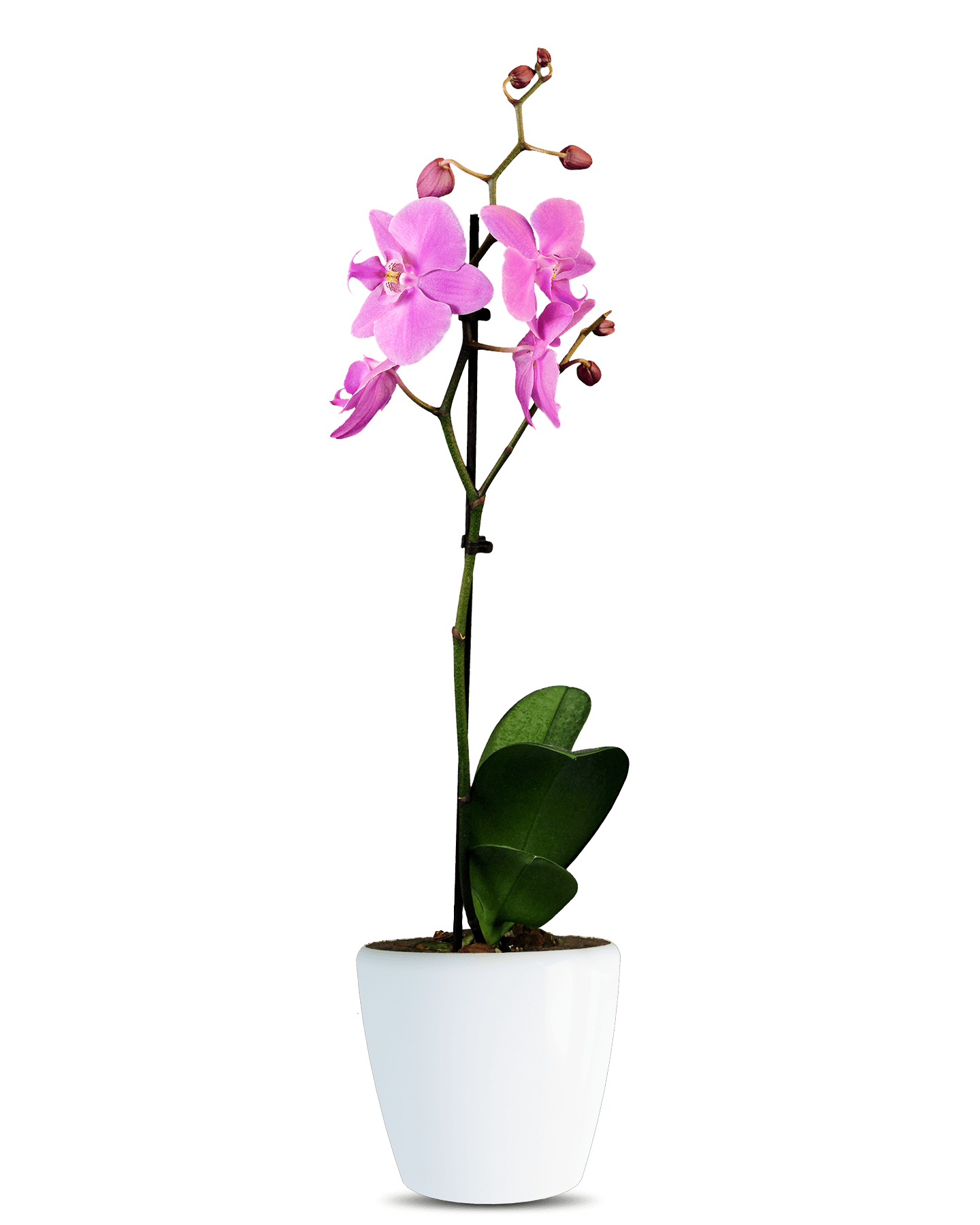 Phalaenopsis Lucia Single Branched Pink Orchid (100 Pieces FOB)