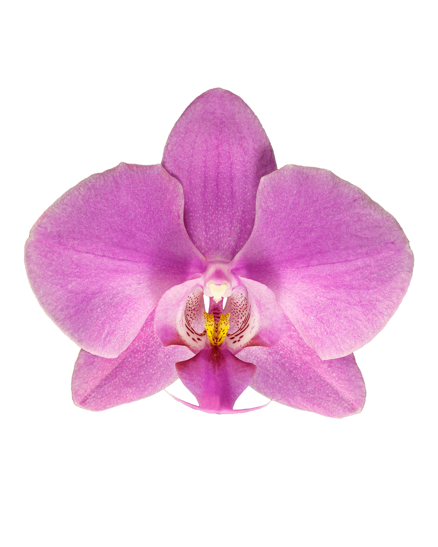 Phalaenopsis Lucia Single Branched Pink Orchid (100 Pieces FOB) - Image 3