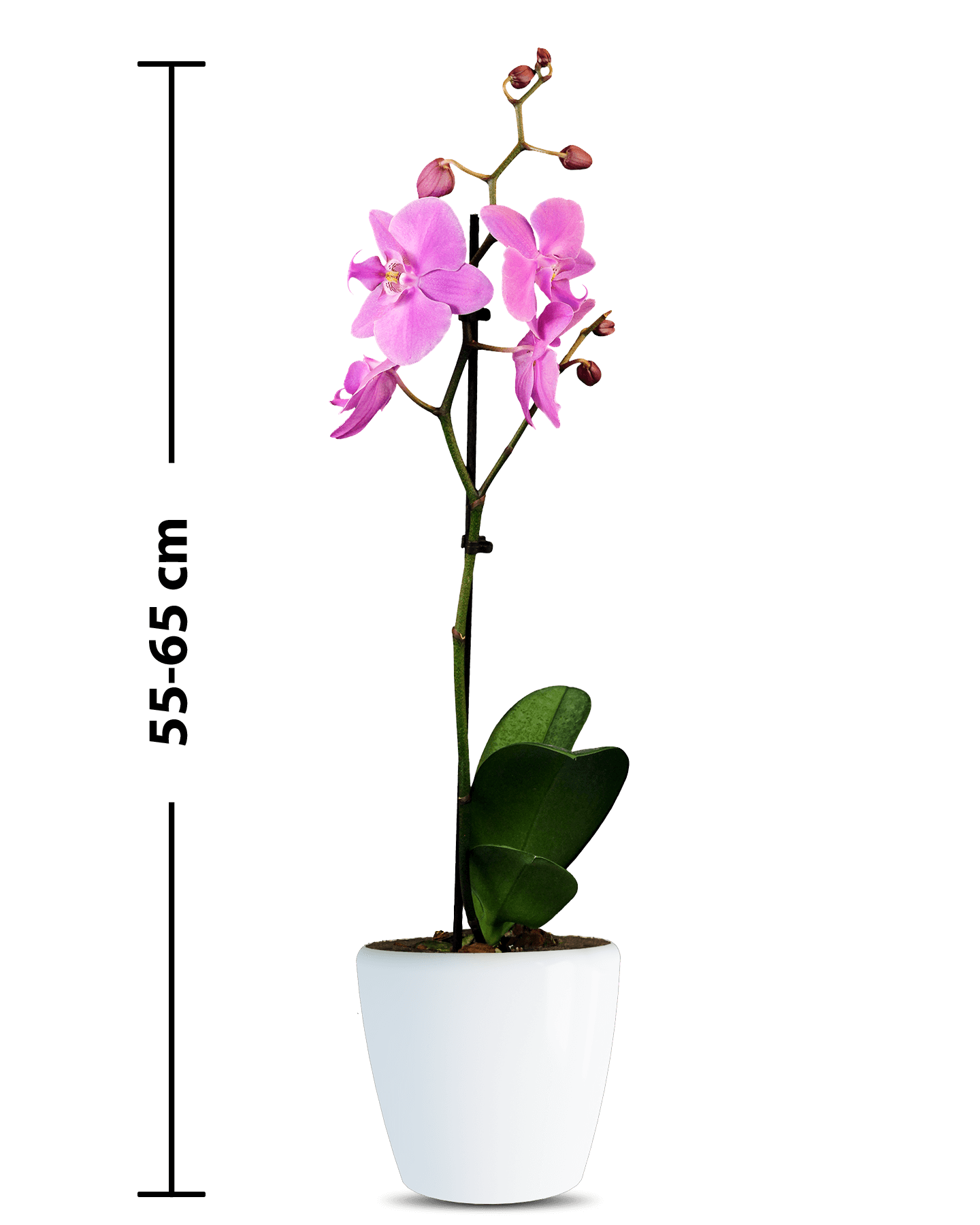 Phalaenopsis Lucia Single Branched Pink Orchid (100 Pieces FOB) - Image 2