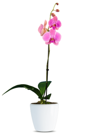 Phalaenopsis Lulu Single Branched Pink Orchid (100 Pieces FOB)