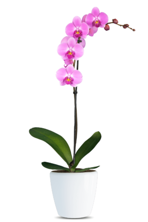 Phalaenopsis Alvina Single Branched Pink Orchid (100 Pieces FOB)