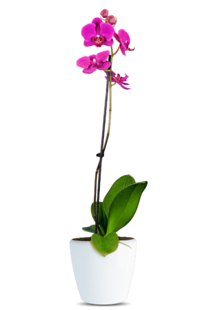 Phalaenopsis Jessica Single Branch Purple Orchid (100 Pieces FOB)