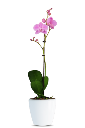 Phalaenopsis Daniella Single Branched Pink Orchid (100 Pieces FOB)