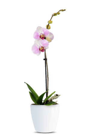 Phalaenopsis Avril Single Branched Multicolor Orchid (100 Pieces FOB)