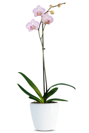 Phalaenopsis Maggy Single Branch Multicolor Orchid (100 Pieces FOB)