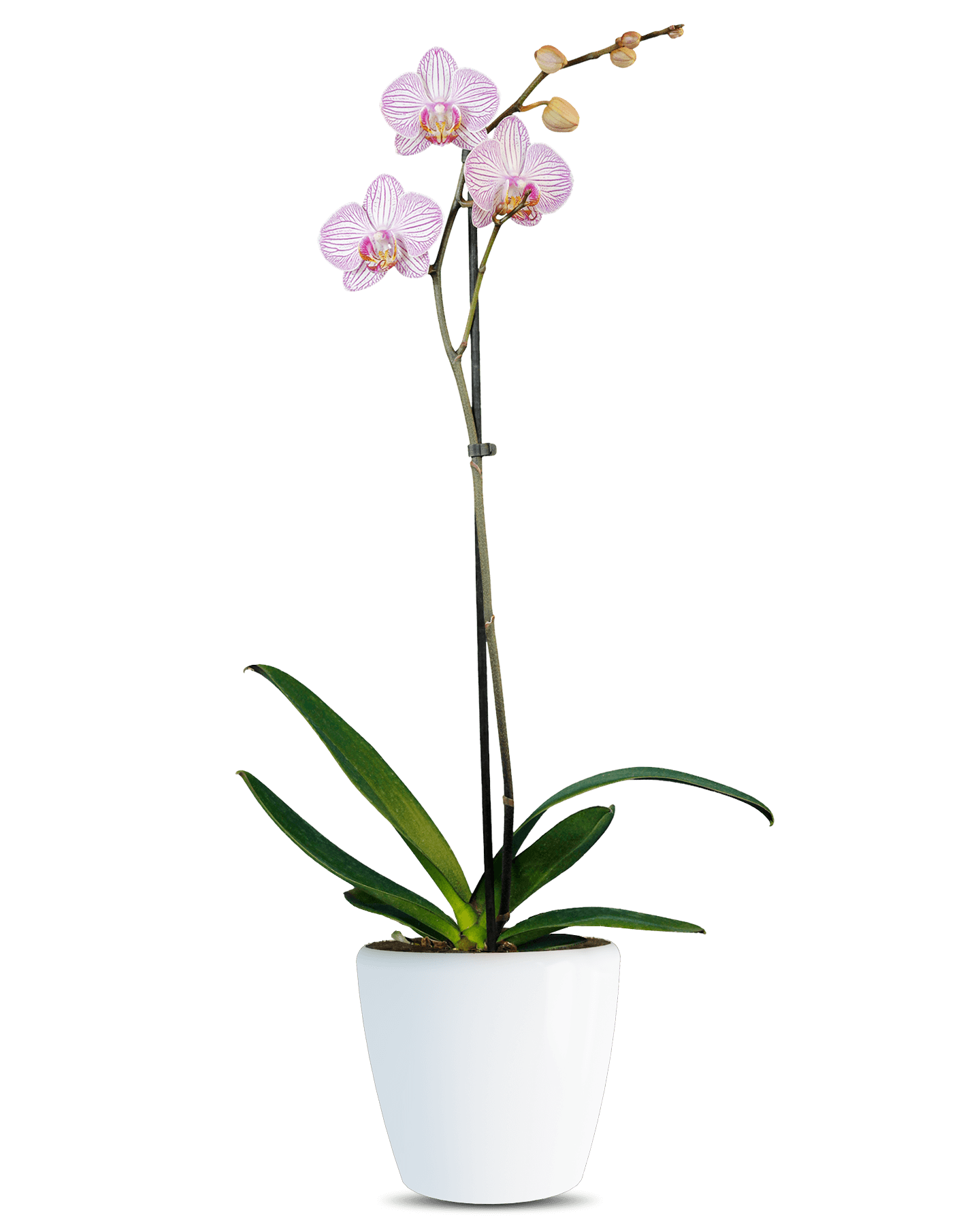 Phalaenopsis Maggy Single Branch Multicolor Orchid (100 Pieces FOB)