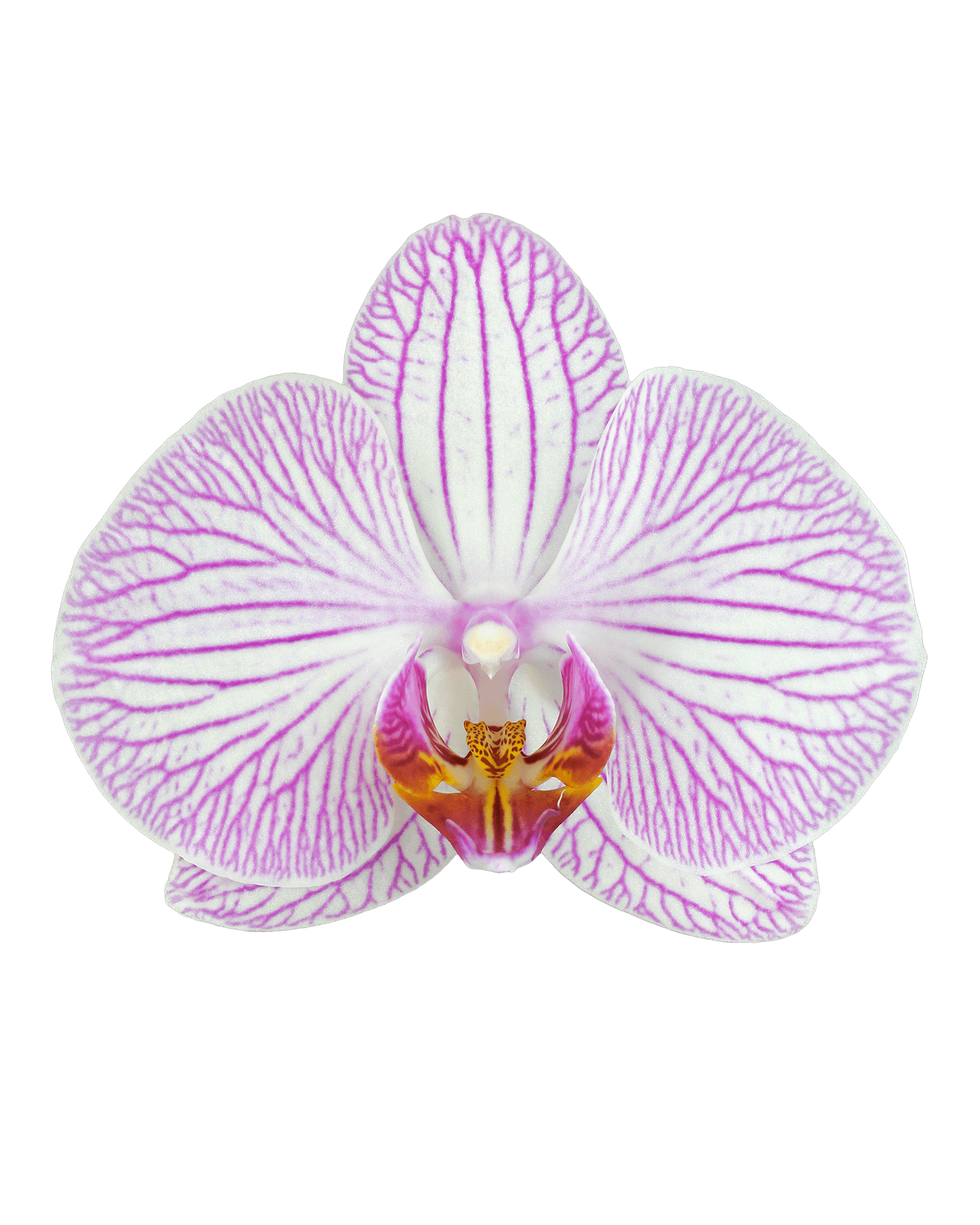 Phalaenopsis Maggy Single Branch Multicolor Orchid (100 Pieces FOB) - Image 3