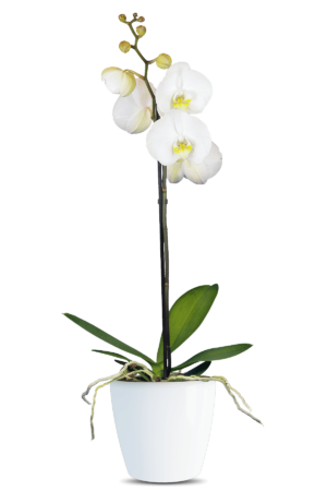 Phalaenopsis Yolanthe Single Branched White Orchid (100 Pieces FOB)