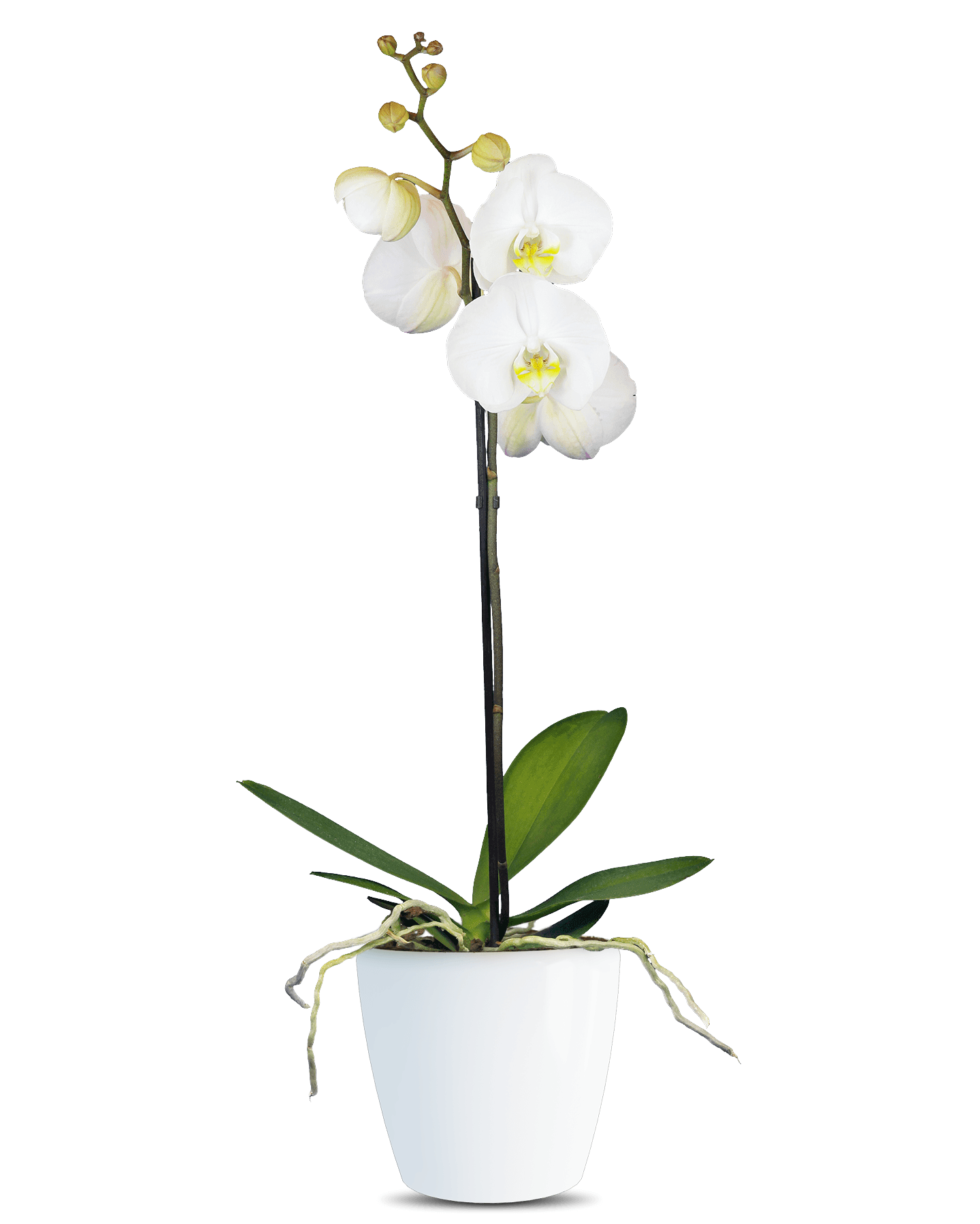 Phalaenopsis Yolanthe Single Branched White Orchid (100 Pieces FOB)