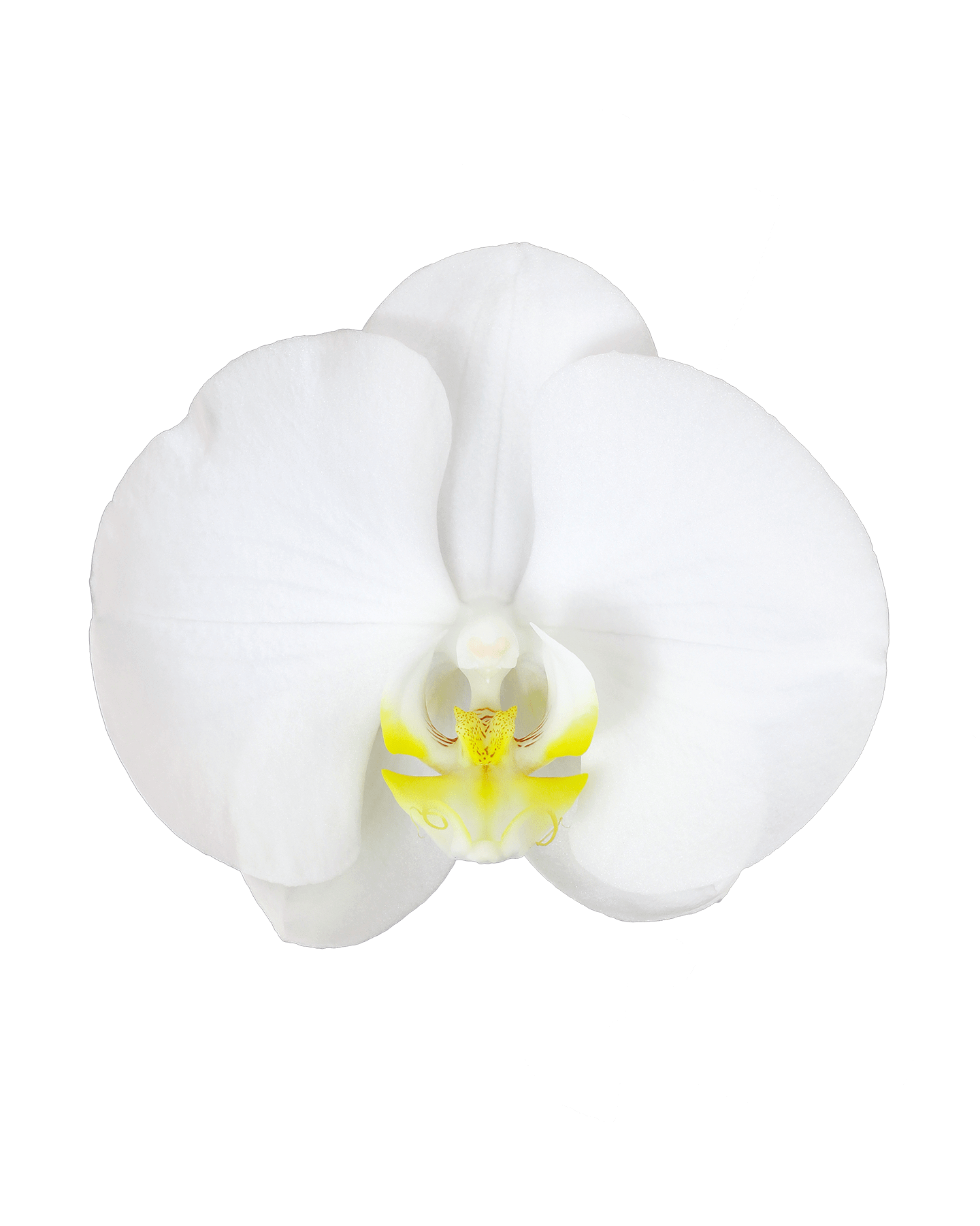 Phalaenopsis Yolanthe Single Branched White Orchid (100 Pieces FOB) - Image 3