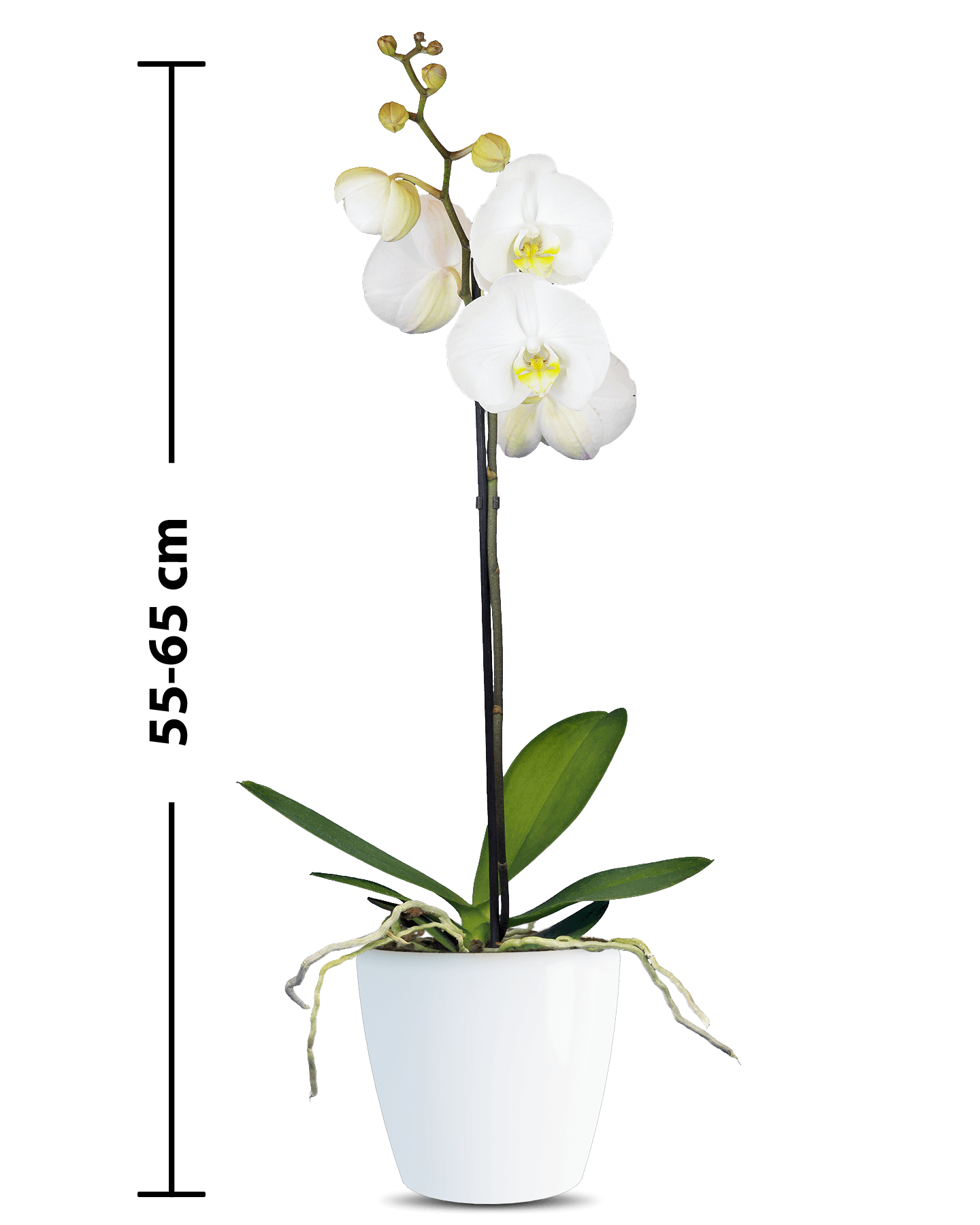 Phalaenopsis Yolanthe Single Branched White Orchid (100 Pieces FOB) - Image 2