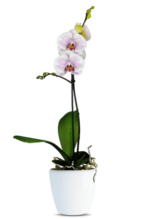 Phalaenopsis Violet Single Branched Multicolor Orchid (100 Pieces FOB)