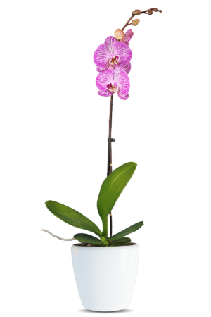 Phalaenopsis Teresa Single Branched Multicolor Orchid (100 Pieces FOB)