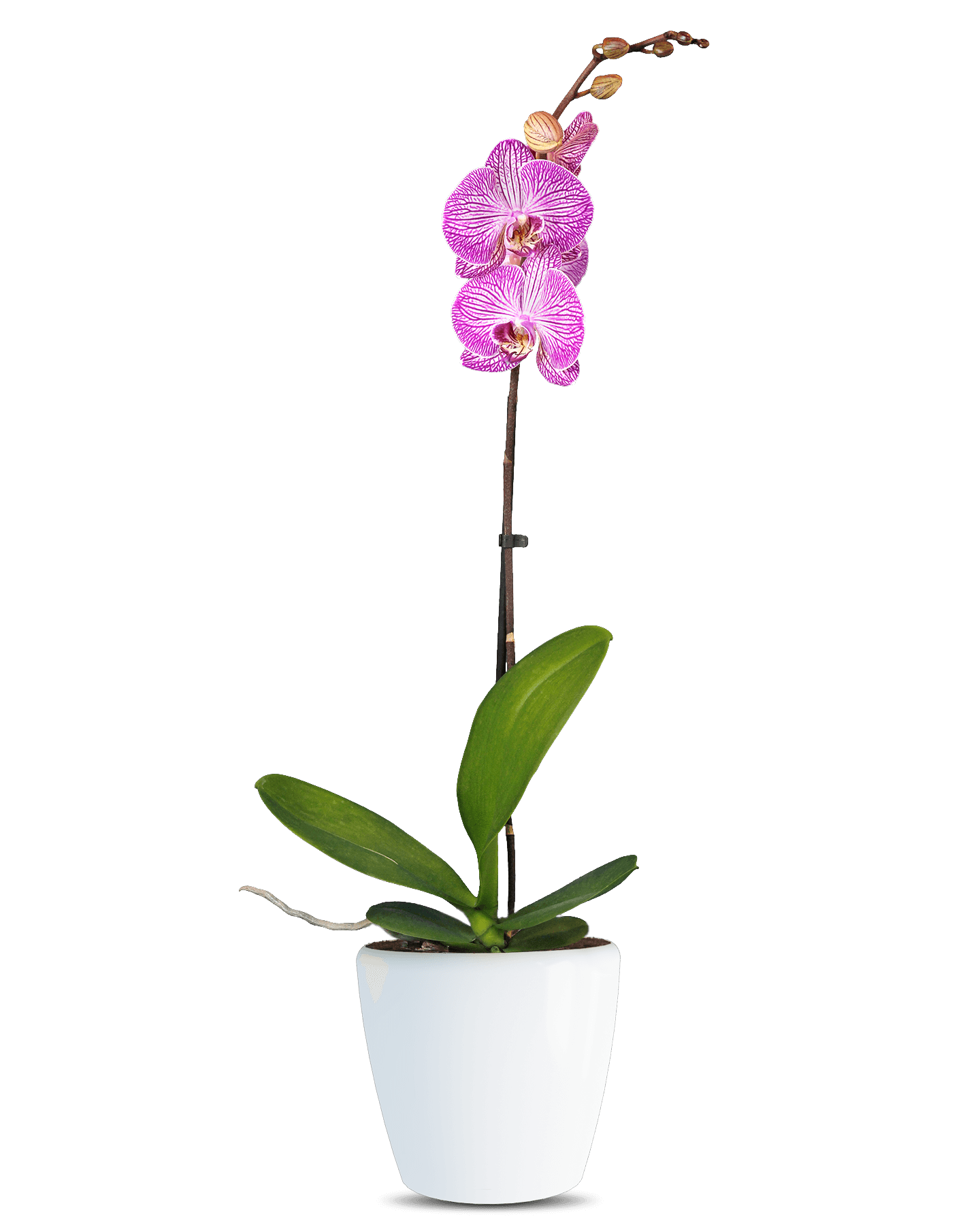 Phalaenopsis Teresa Single Branched Multicolor Orchid (100 Pieces FOB)