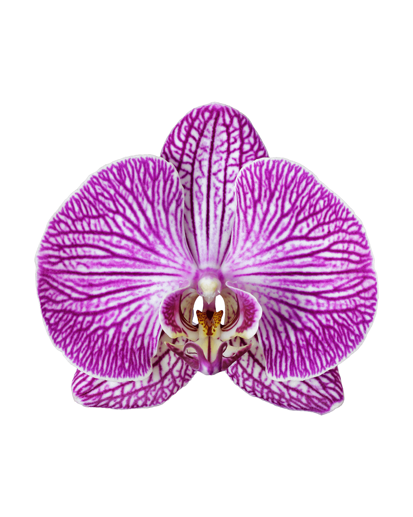 Phalaenopsis Teresa Single Branched Multicolor Orchid (100 Pieces FOB) - Image 3