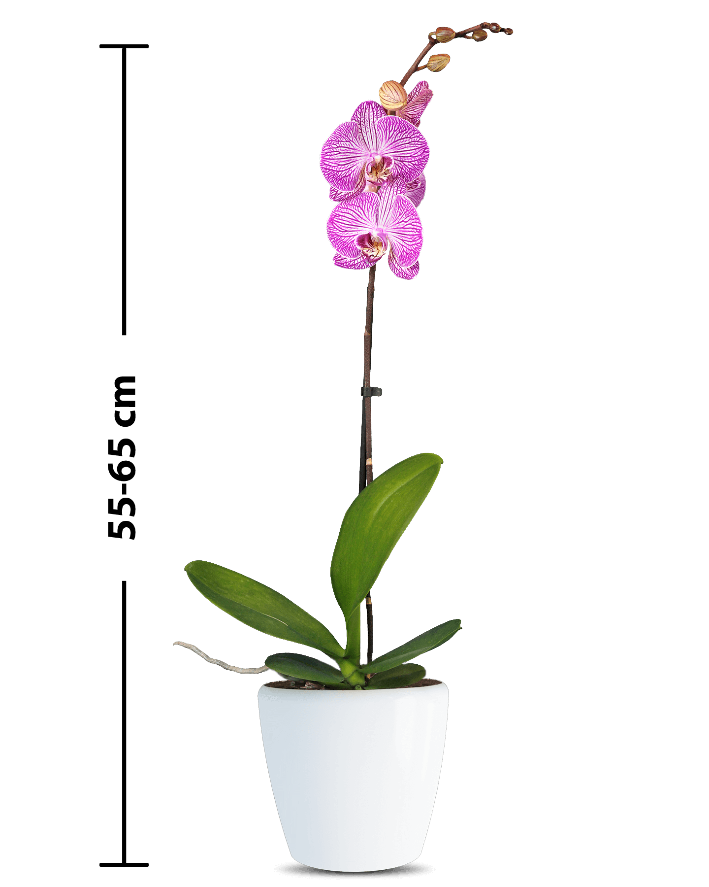 Phalaenopsis Teresa Single Branched Multicolor Orchid (100 Pieces FOB) - Image 2