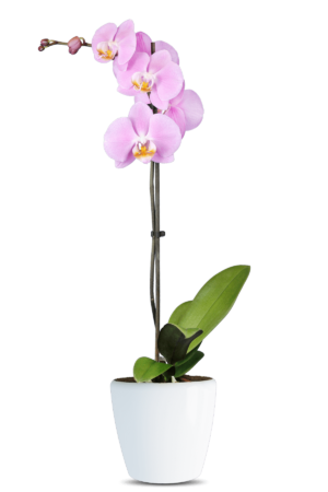 Phalaenopsis Shane Single Branched Pink Orchid (100 Pieces FOB)
