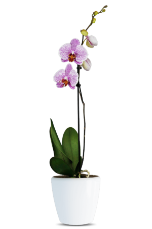 Phalaenopsis Sarah Single Branch Multicolor Orchid (100 Pieces FOB)