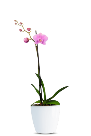 Phalaenopsis Sahara Single Branched Pink Orchid (100 Pieces FOB)