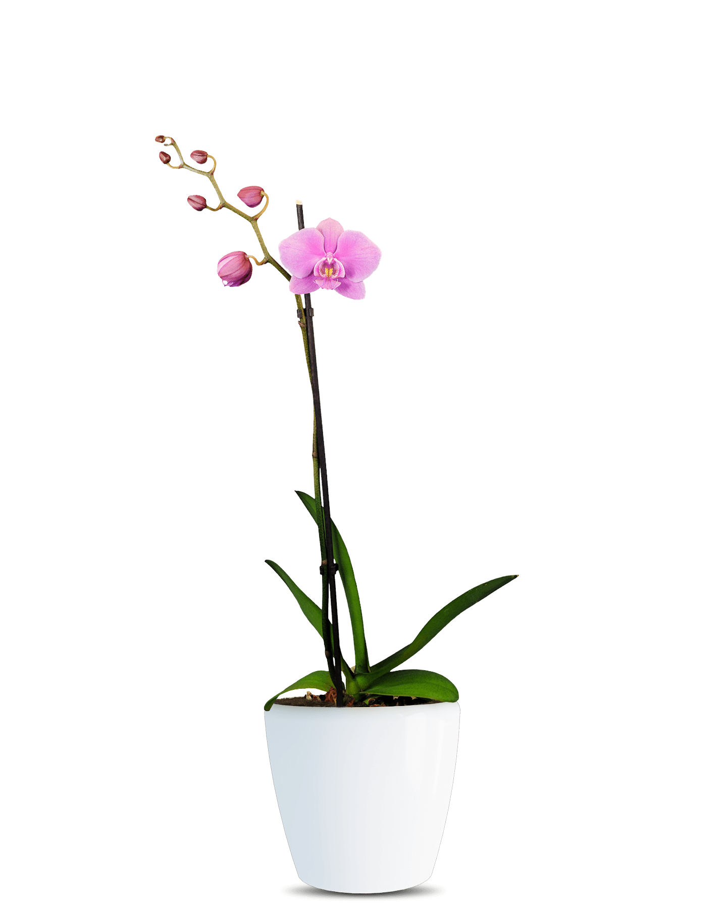 Phalaenopsis Sahara Single Branched Pink Orchid (100 Pieces FOB)