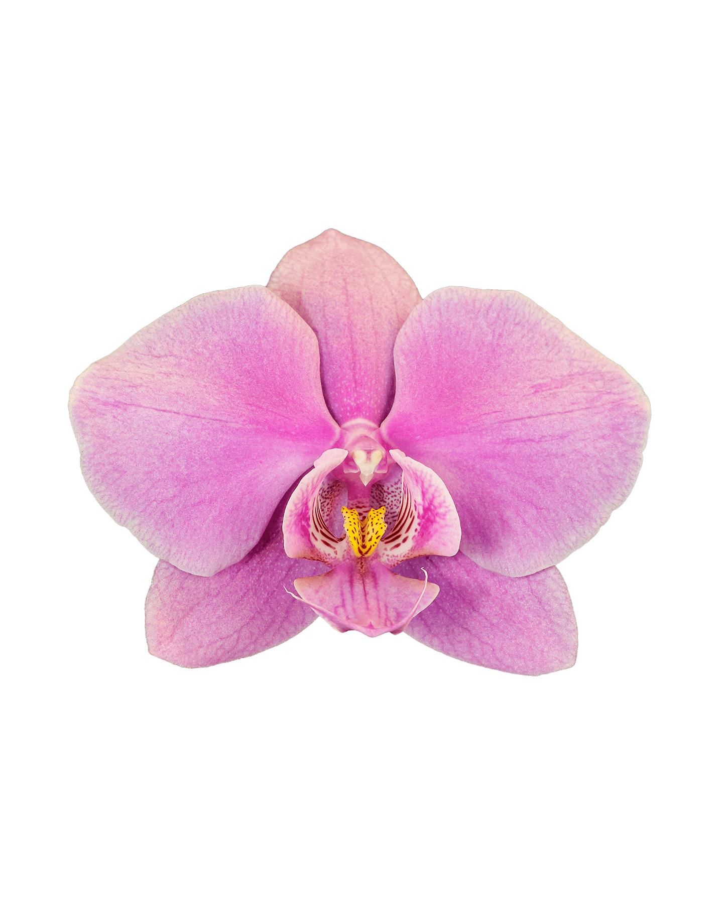 Phalaenopsis Sahara Single Branched Pink Orchid (100 Pieces FOB) - Image 3