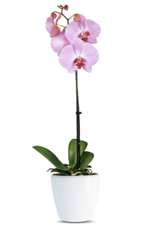 Phalaenopsis Sabrina Single Branched Pink Orchid (100 Pieces FOB)
