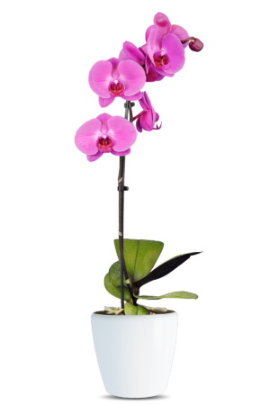 Phalaenopsis Bella Single Branch Purple Orchid (100 Pieces FOB)