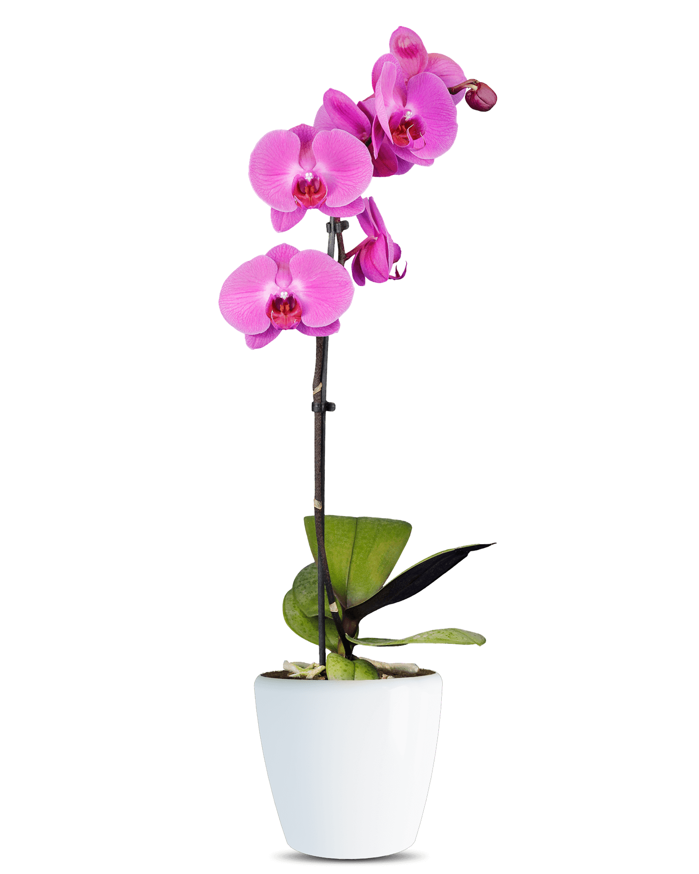 Phalaenopsis Bella Single Branch Purple Orchid (100 Pieces FOB)