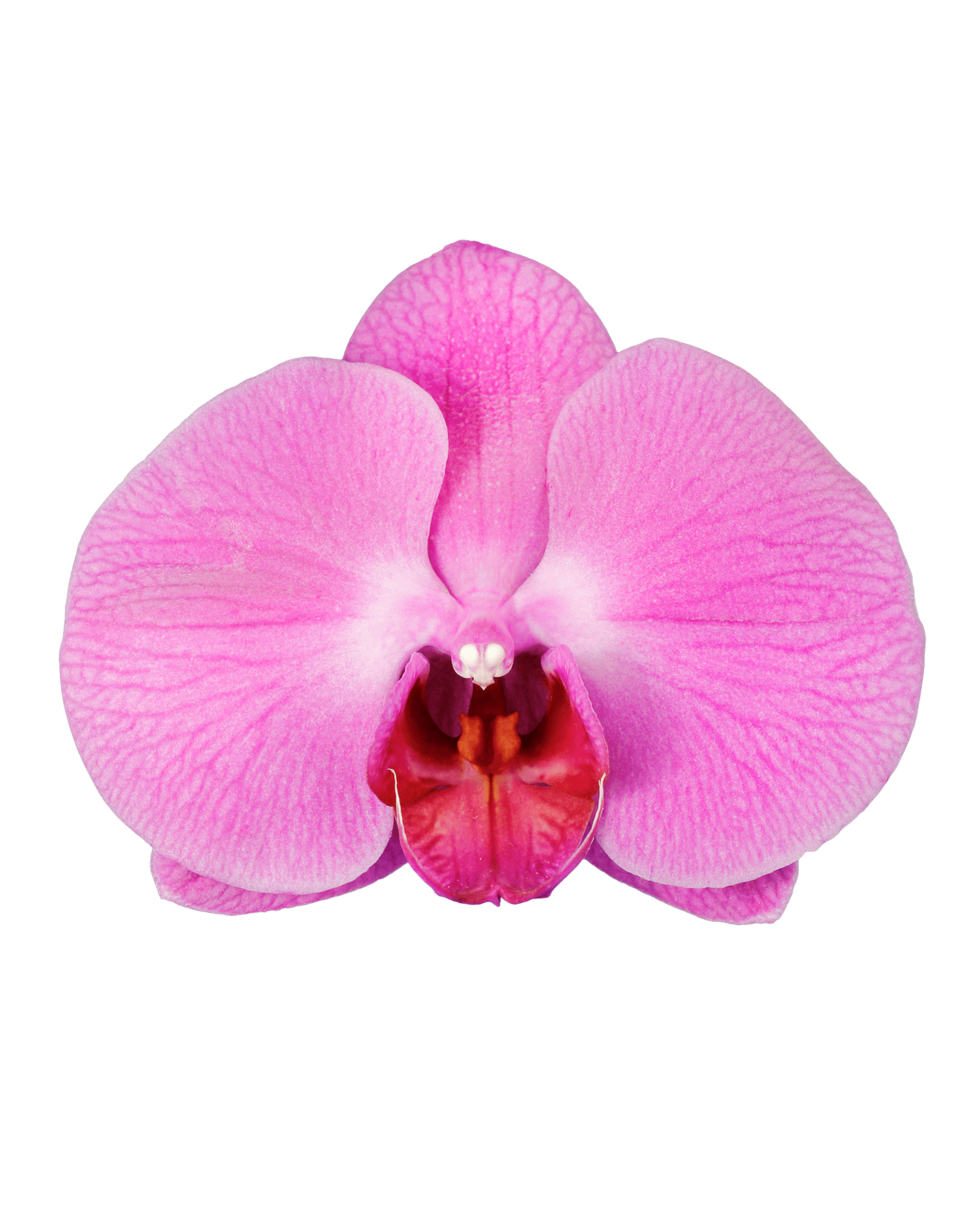 Phalaenopsis Bella Single Branch Purple Orchid (100 Pieces FOB) - Image 3