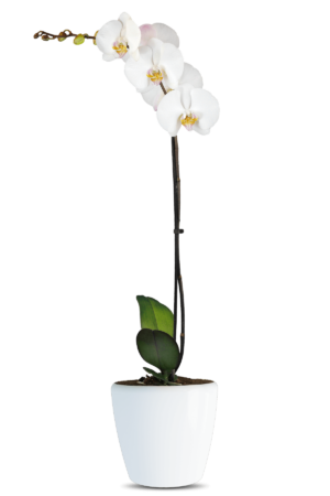 Phalaenopsis Hannah Single Branch White Orchid (100 Pieces FOB)