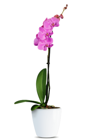 Phalaenopsis Alexia Single Branch Purple Orchid (100 Pieces FOB)
