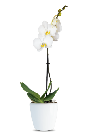 Phalaenopsis Liona Single Branched White Orchid (100 Pieces FOB)