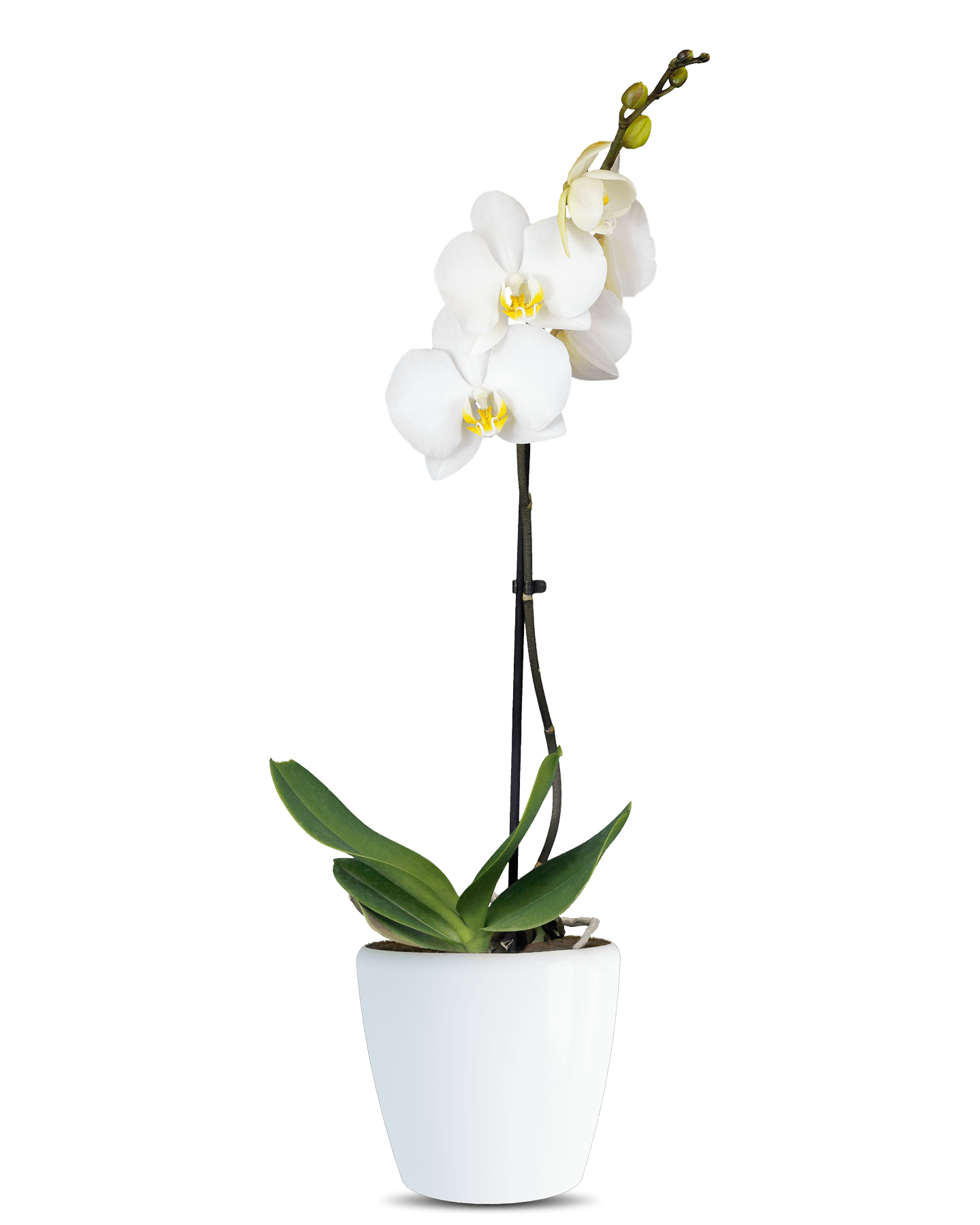 Phalaenopsis Liona Single Branched White Orchid (100 Pieces FOB)