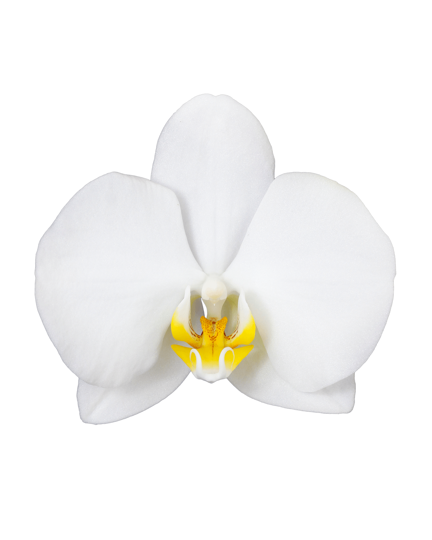 Phalaenopsis Liona Single Branched White Orchid (100 Pieces FOB) - Image 3