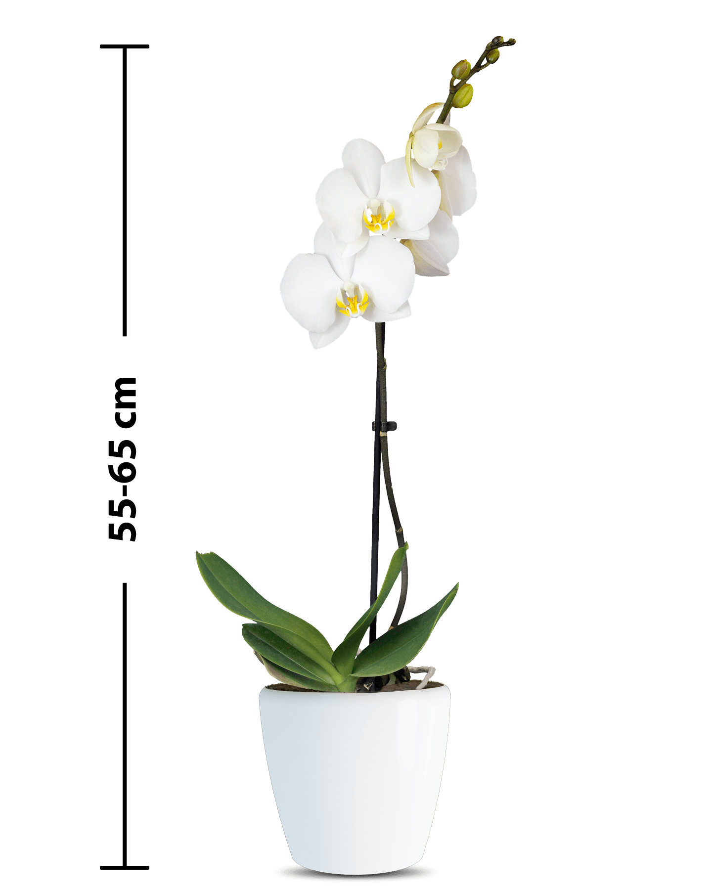 Phalaenopsis Liona Single Branched White Orchid (100 Pieces FOB) - Image 2