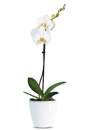 Phalaenopsis Linda Single Branch White Orchid (100 Pieces FOB)