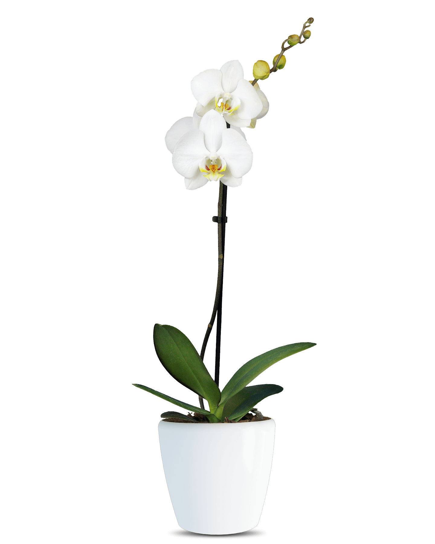 Phalaenopsis Linda Single Branch White Orchid (100 Pieces FOB)