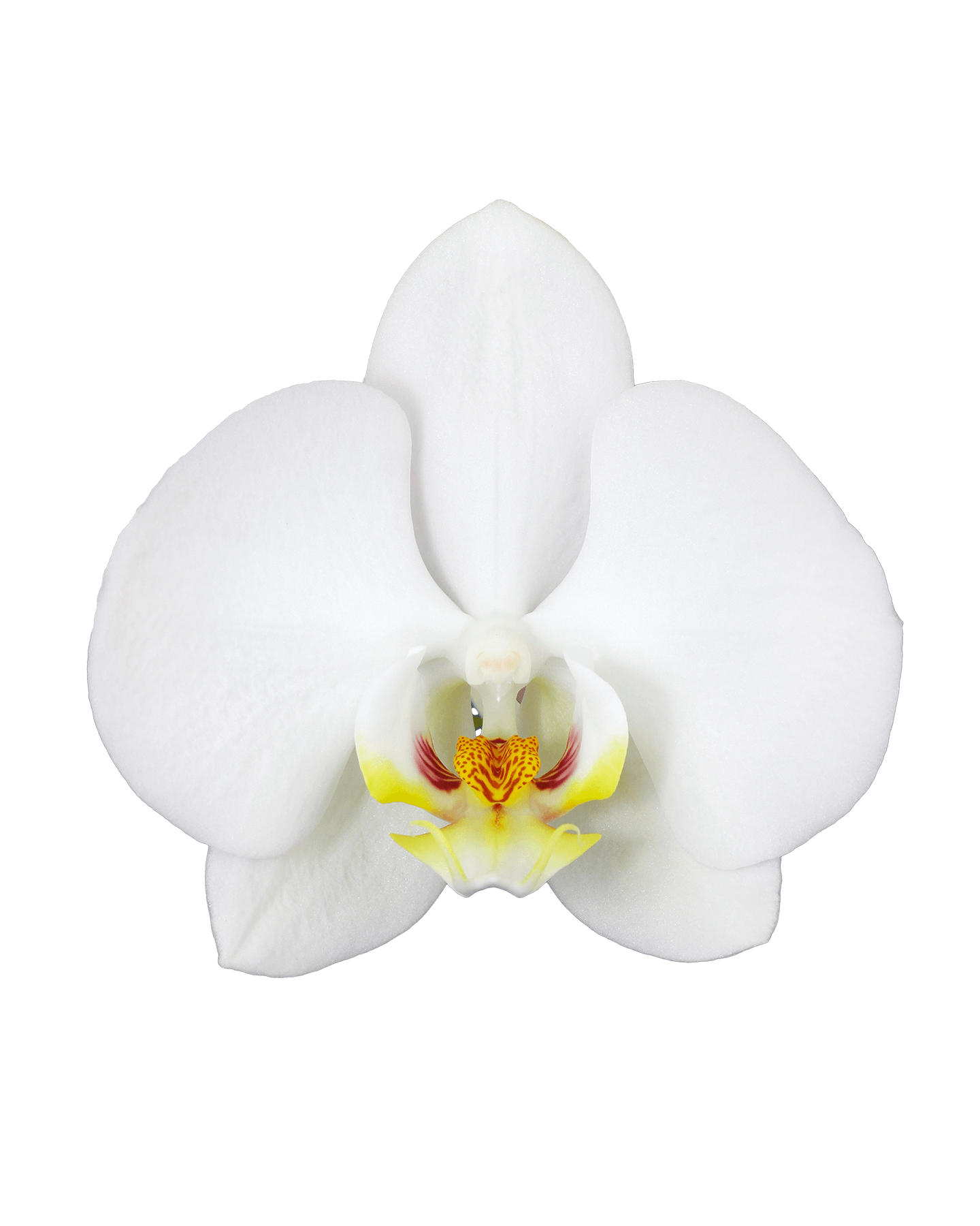 Phalaenopsis Linda Single Branch White Orchid (100 Pieces FOB) - Image 3