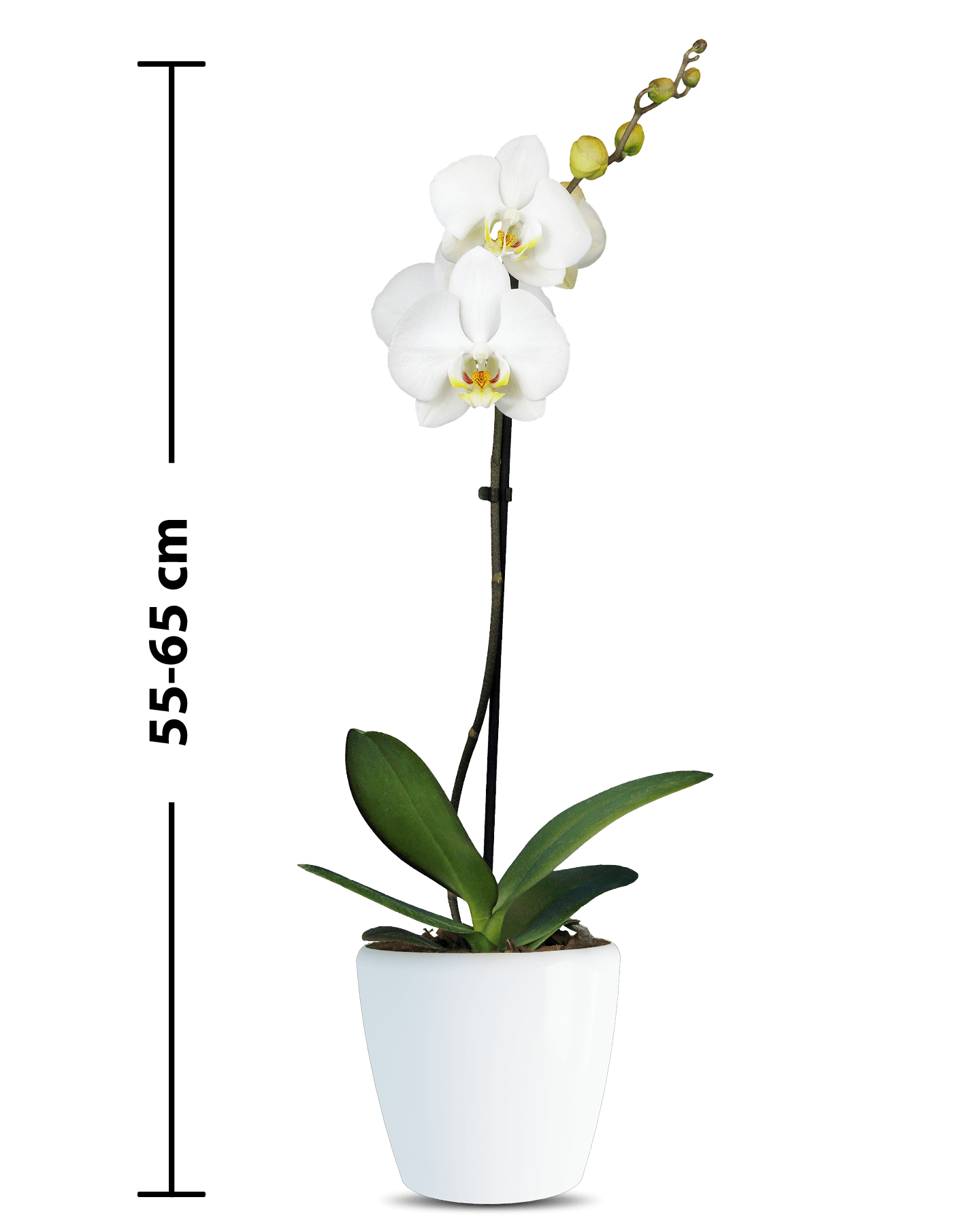Phalaenopsis Linda Single Branch White Orchid (100 Pieces FOB) - Image 2