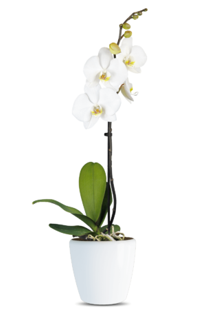 Phalaenopsis Iris Single Branched White Orchid (100 Pieces FOB)
