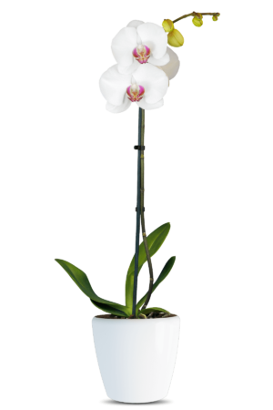 Phalaenopsis Hermonie Single Branched White Orchid (100 Pieces FOB)