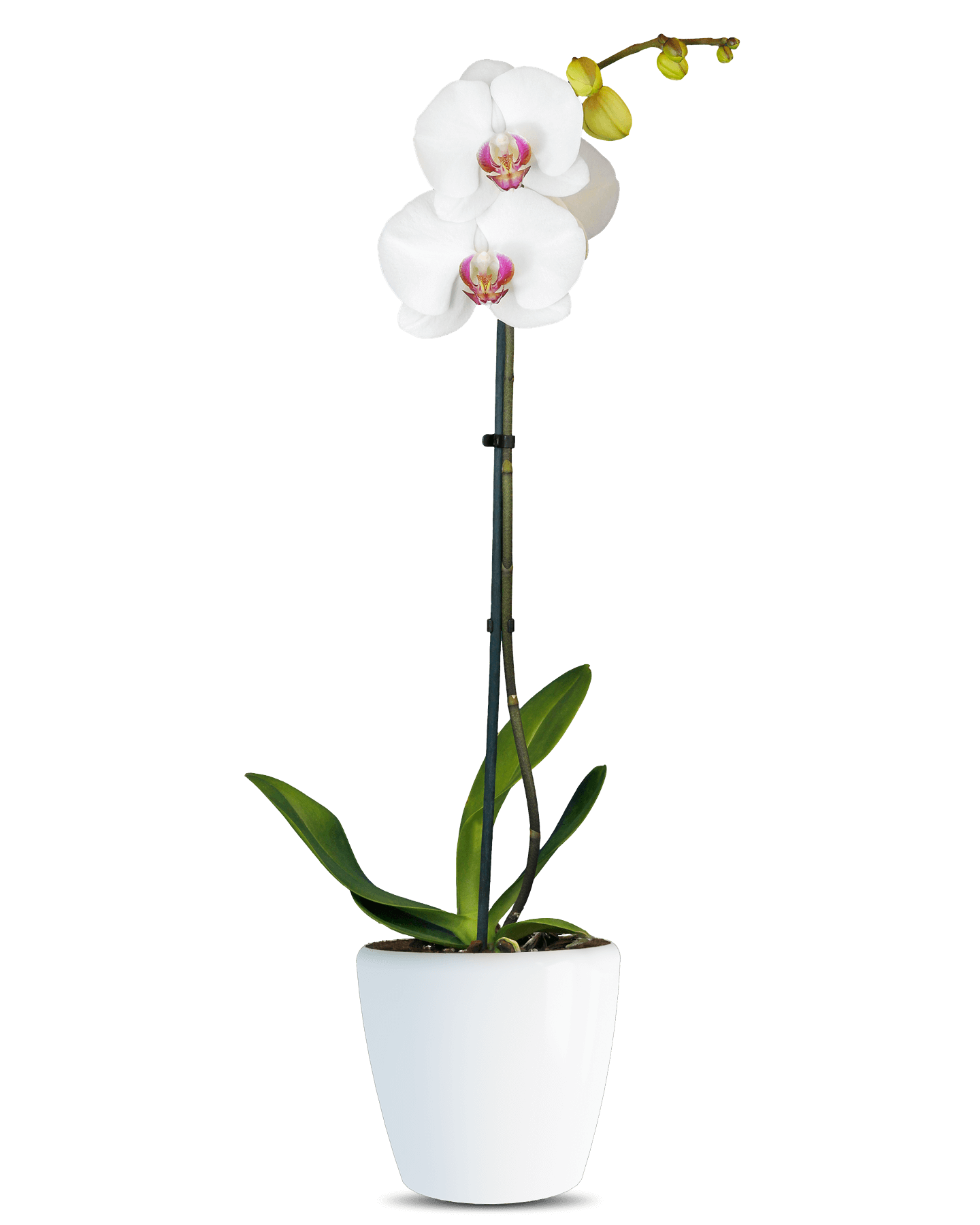 Phalaenopsis Hermonie Single Branched White Orchid (100 Pieces FOB)